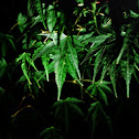 Acer