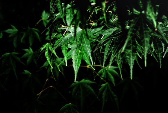 Spotting Image 1