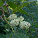Sitka or Mountain Alder