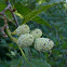 Sitka or Mountain Alder