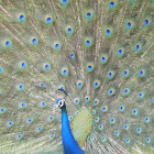 Indian Peafowl