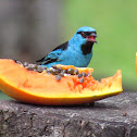 Blue Dacnis