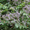 Chinaberry