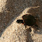 Eastern painted turtle