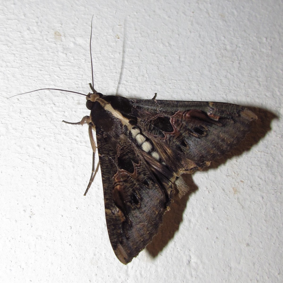 Sundowner Moth