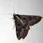 Sundowner Moth