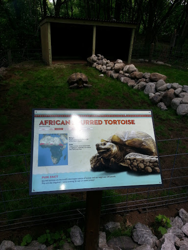 African Spurred Tortise