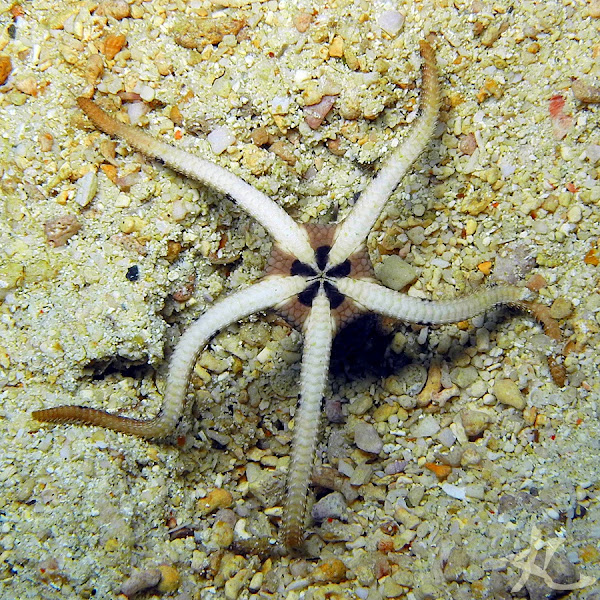 Banded Brittle Star Project Noah