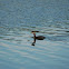 Red-necked Grebe