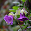 Campanas purpuras