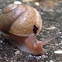 Snail
