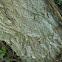Vitex     Chase tree