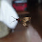 unknown moth