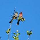 House Finch