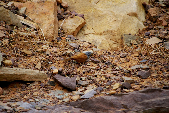 Spotting Image 1