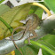 Brown Anole