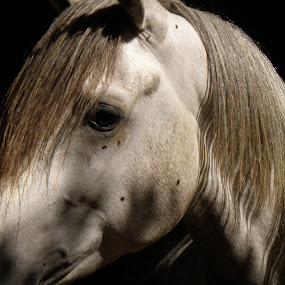 by Yasmin Kader - Animals Horses