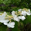  Viburnum 