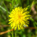 Dandelion