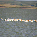American White Pelican