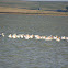 American White Pelican