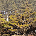 Weathered oceanside trees