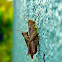 Grasshoppers