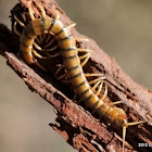 Common Centipede