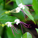 Seaside Clerodendrum (白花苦林盤)