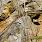 Western Fence Lizard