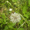 Horseweed