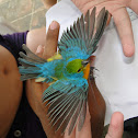 Colorín ventridorado