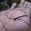 Leech 
