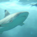 Blacktip Reef Shark