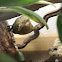 Mantis ootheca
