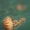 Compass Jellyfish