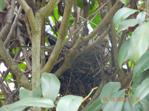 Spotting Image 1