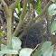 Eastern mourning dove (female)