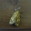 Moth