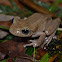 Rana arboricola