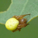 Six-spotted orbweaver