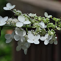 Hydrangea