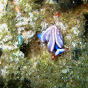 Thuridilla albopustulosa