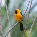 Hooded Oriole