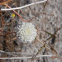 Desert Pincushion