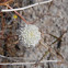 Desert Pincushion