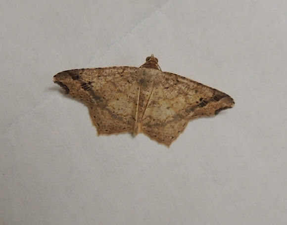 Spotting Image 1