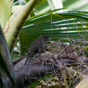 Seychelles black parrot
