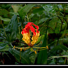 Glory lily