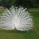 White Peafowl